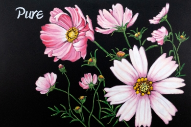 コスモス・花言葉（2017年）※2018年カレンダー