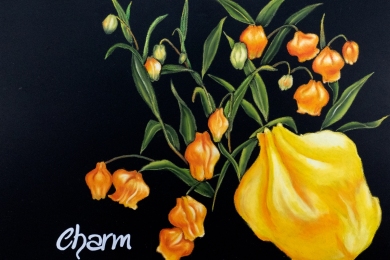 サンダーソニア・花言葉（2017年）※2018年カレンダー