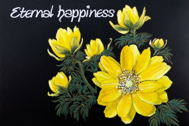 福寿草・花言葉（2017年）※2018年カレンダー